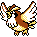 Pidgey