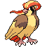Pidgeot